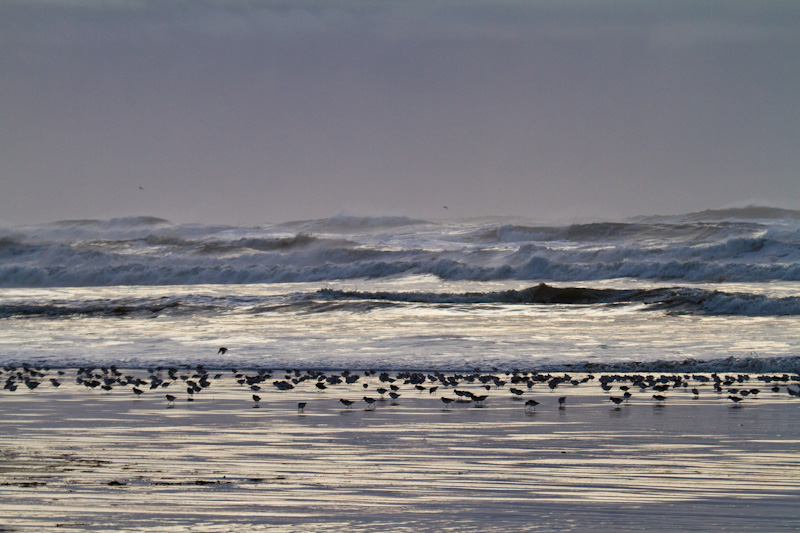 Sanderling And Dunlin In Surf